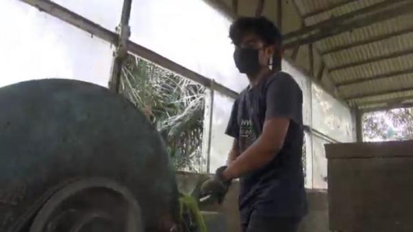 Pekerja mengubah daun nanas menjadi serat atau benang. (FOTO: iNews/YUDY HERYAWAN JUANDA)