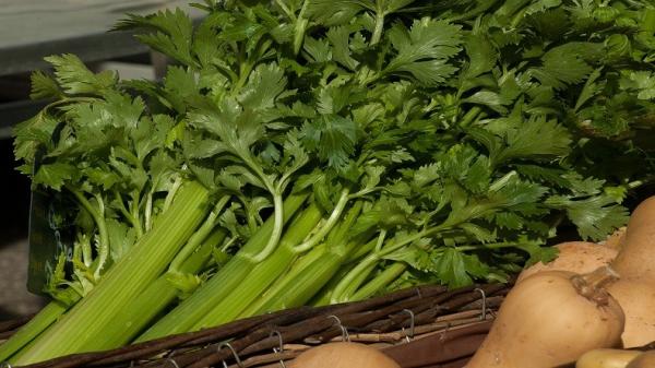 Makanan agar hamil anak laki-laki, Seledri Makanan agar hamil anak laki-laki, Seledri