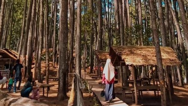HUTAN PINUS RAHONG Hutan Pinus Rahong Pangalengan. (FOTO: ISTIMEWA/INSTAGRAM)