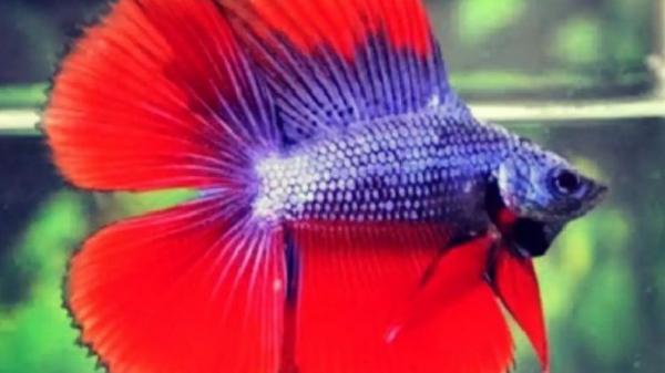 Cupang double tail Cupang double tail (Foto:Shopee)
