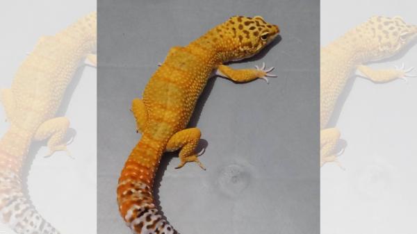 Giant Gecko Giant Gecko (Foto: BigGo)