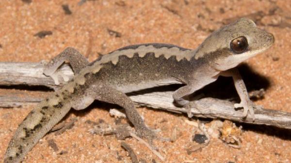 Stone Geckko Stone Geckko (Foto: Istimewa)