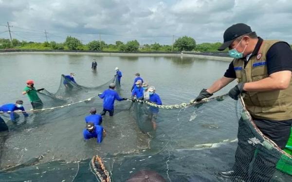 Gubernur Sumsel Herman Deru menghadiri panen udang di Sungai Menang, OKI. (Foto: Antara)