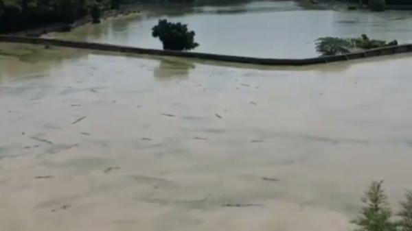 Tembok tempat penangkaran buaya di lahan seluas 20 hektare di Batubara, Sumatera Utara jebol diterjang banjir. (Foto: Faldy Pelka).