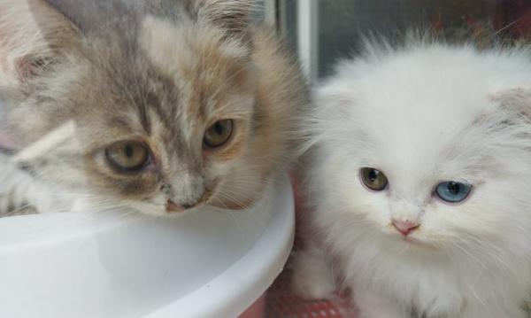 kucing eropa Kucing ras Aropa dan Amerika, harganya sampai Rp55 juta.