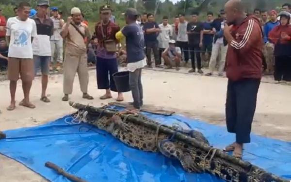Buaya Terkam Warga Buaya jadi tontonan warga di Bangka Barat. (Foto: Muhamad Maulana)