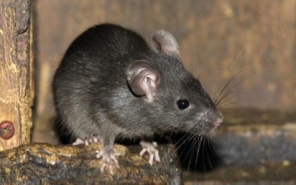 Warga KBB Positif Terinfeksi Virus Hanta, Diduga Tertular dari Gigitan Tikus