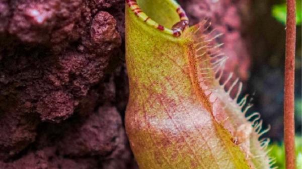 Nepenthes atau kantong semar Nepenthes atau kantong semar, tumbuhan pemakan serangga (dok. Kebun Raya Bogor)