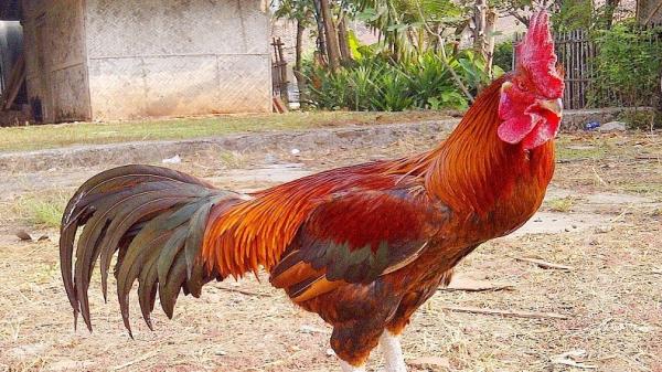 Ayam Pelung Ayam pelung merupakan unggas asli Cianjur yang memiliki suara merdu. (Foto: Wikipedia)