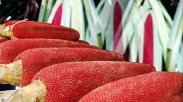 makanan khas Papua, buah merah Buah merah salah satu makanan khas Papua. (Foto : Antara)