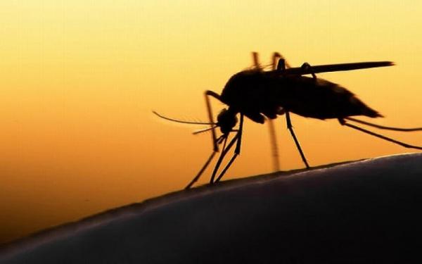 Waspada! Kekeringan Jakarta September 2026 Bisa Jadi Surga Nyamuk DBD