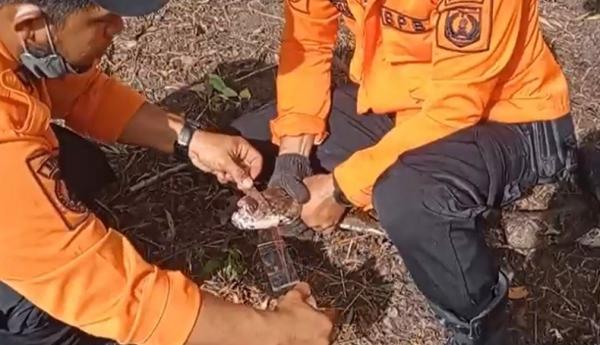 Ular Sanca Belitung Timur Ular sanca 5 meter sembunyi dalam rongga pohon tumbang di Manggar, Belitung Timur. (Foto: Suharli)