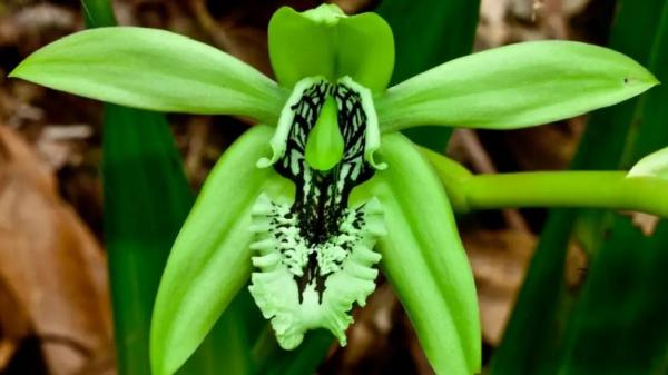 Anggrek hitam, salah satu flora endemik Papua. (Foto : Ist)