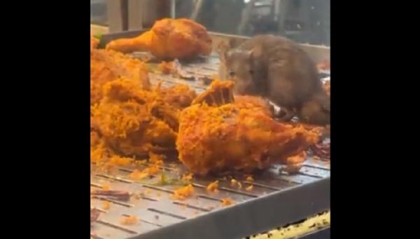 Tikus Makan Ayam Malaysia Tangkapan layar tikus makan ayam goreng di kedai makanan. (Twitter @zoeyhanafiah)