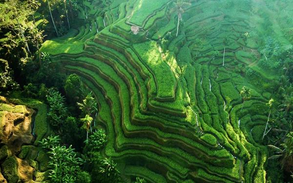 Terasering Ubud Bali Terasering di Ubud Bali. (Foto: Wonderful Indonesia/Kemenparekraf)