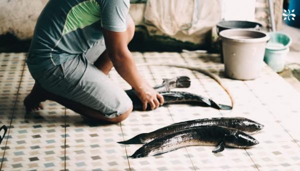 Bekerja sebagai seorang dosen, Ardi memulai bisnis pembibitan ikan gabus berawal dari hobi memancing. (Foto: YouTube PecahTelur)