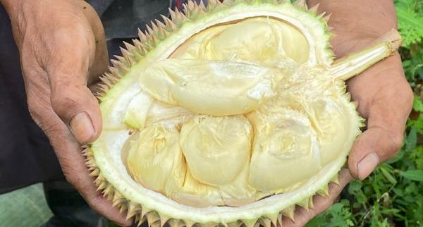 Durian 1