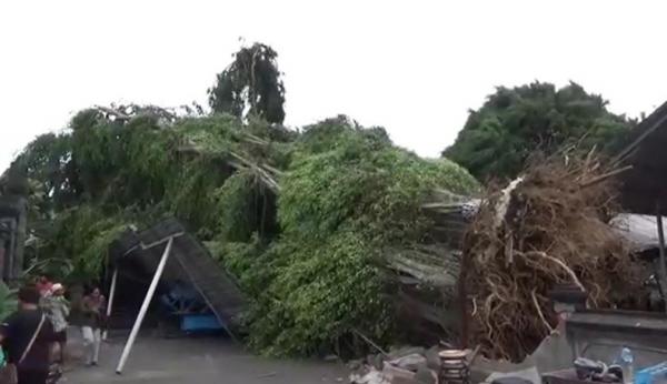 Pohon beringin tumbang di kawasan Pasar Agung Peguyangan, Denpasar tumbang. (Foto: Indira Arri)