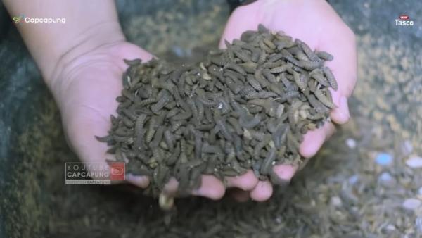 Maggot atau larva Aminudi berhasil budi daya maggot dari Lalat tentara hitam. (Foto: YouTube CapCapung)