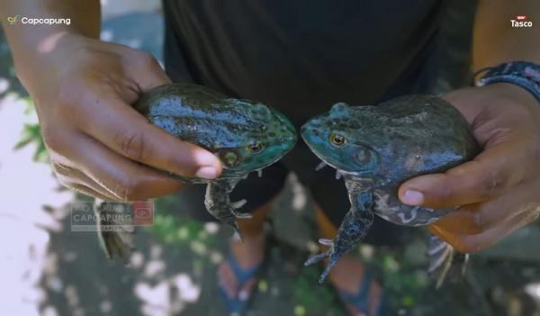 Katak Lembu Katak Lembu. (Foto: YouTube CapCapung)