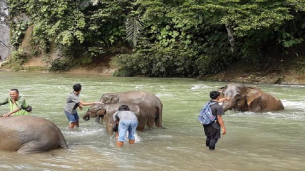 surga tersembunyi di Tangkahan Sumut, Pemandian Gajah Tangkahan (Foto: Instagram/Adychandra79) surga tersembunyi di Tangkahan Sumut, Pemandian Gajah Tangkahan (Foto: Instagram/Adychandra79)