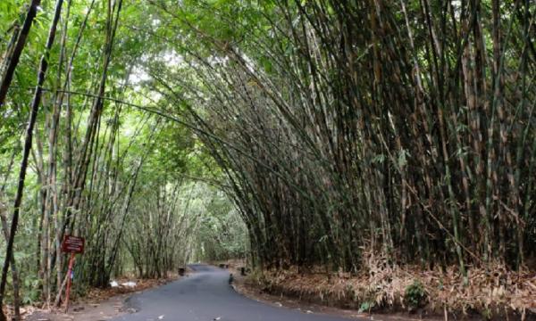 Hutan Bambu Hutan bambu di Desa Penglipuran Bali. (Foto: Wonderful Indonesia)