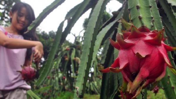 buah naga petik buah naga Malang. (foto:ngalam).