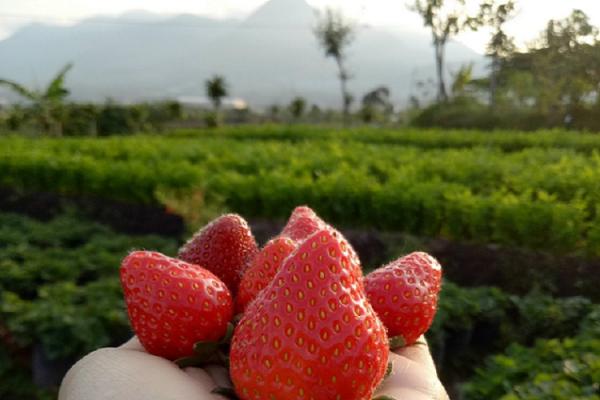 petik strawberry wisata petik strawberry dengan pemandangan gunung di Batu. (foto: travellingyuk).