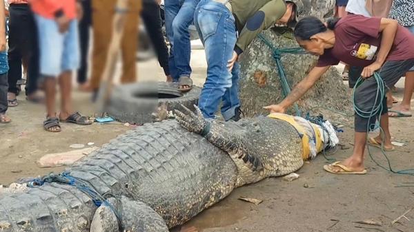Buaya raksasa Buaya raksasa yang diduga kerap memangsa warga Pasaman Barat, akhirnya tertangkap. (Ari Yohanas/MNC Portal)