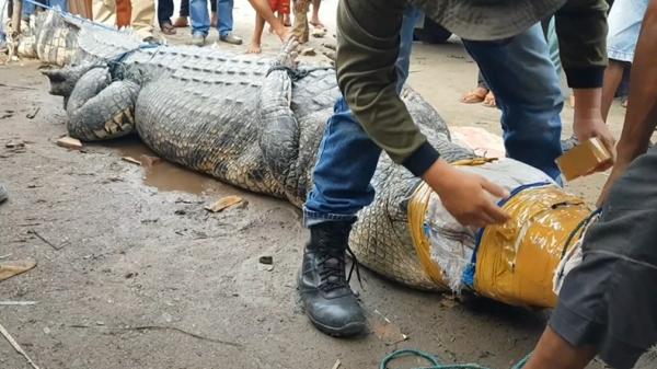 Buaya raksasa-1 Buaya raksasa yang diduga kerap memangsa warga Pasaman Barat, akhirnya tertangkap. (Ari Yohanas/MNC Portal)