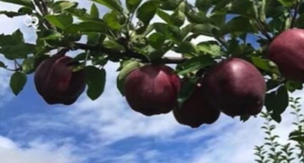 Apple Black Diamond