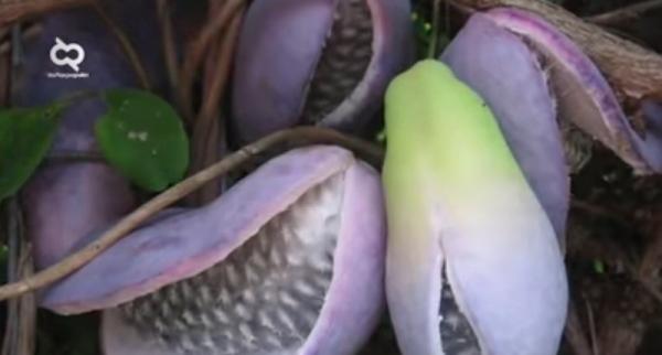 Buah Akebi