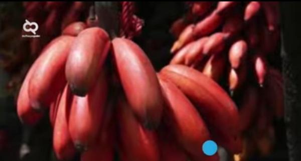 Pisang Genderuwo