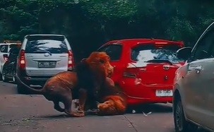 Mobil Merah