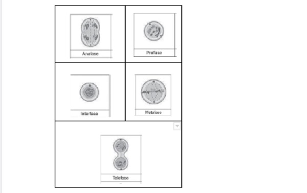 rutan pembelahan mitosis rutan pembelahan mitosis