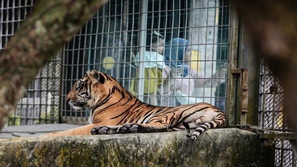 Harga Tiket Masuk Central Park Zoo, Kebun Binatang