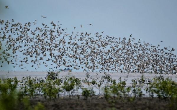 Taman Nasional sembilang Burung migran istirahat mencari malam di Taman Nasional Sembilang. (Foto: Ist)