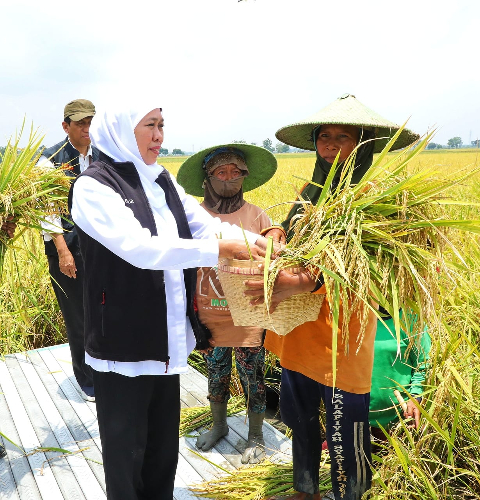 Gubernur Jawa Timur Khofifah Indar Parawansa Gubernur Jawa Timur Khofifah Indar Parawansa saat mengikuti panen raya. (Foto: dok Pemrpov Jatim)