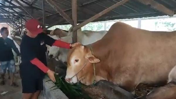 Sapi Kurban Presiden Jokowi di Bangka Seharga Rp13 Sapi Kurban Presiden Jokowi di Bangka Seharga Rp135 Juta, Jenis Limosin Bobot 1,1 Ton (Foto: iNews/Haryanto)