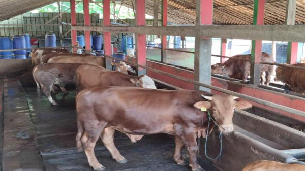 sukoharjo - sapi kurban Sapi di peternakan Setya Lembu Multifarm, Desa Plesan, Kecamatan Nguter, Kabupaten Sukoharjo. Foto: MNC Portal/R August.