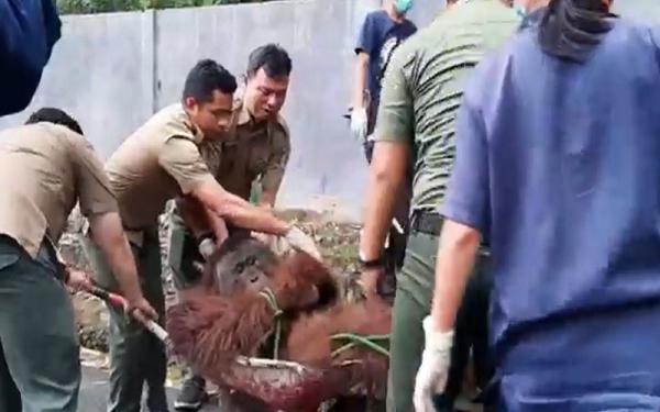 Orang Utan Kabur 2 Orang utan dewasa berbobot 76,5 kilogram kabur dari kandang saat akan menjalani pemeriksaan kesehatan. (Foto : Sigit Dzakwan Pamungkas)