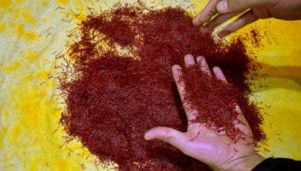safron Safron, salah satu makanan termahal di dunia. Foto: Reuters