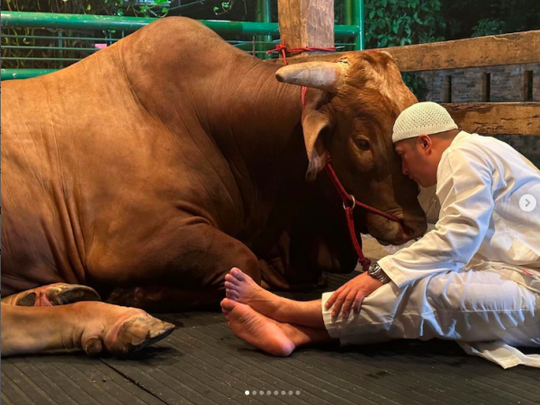Ifan Hakim Kurban Artis Kurban Sapi terbesar dan termahal. (foto: Instagram)