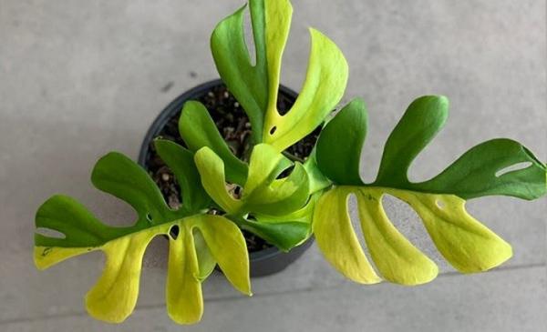 Philodendron Minima Variegata Bunga Philodendron Minima Variegata