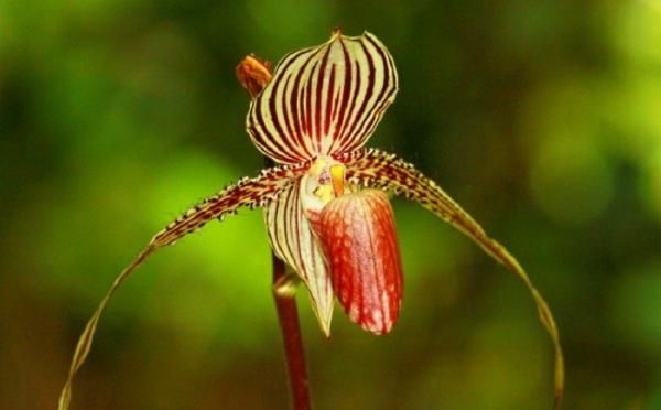 Rothschild's Slipper Orchid Bunga Rothschild's Slipper Orchid