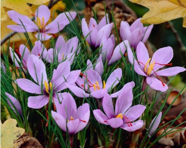 Saffron Crocus Bunga Saffron Crocus