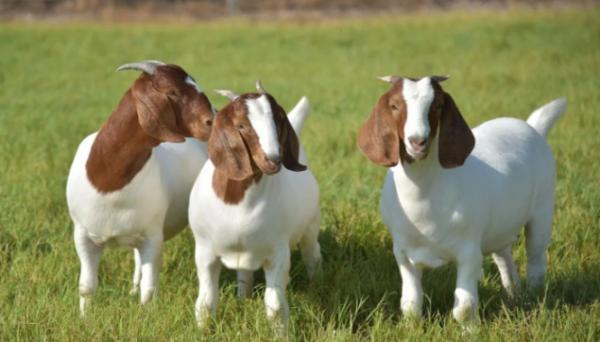 boer Kambing Boer, salah satu kambing termahal di dunia. Foto: Farm House Guide