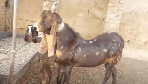 kambing kamori Kambing Kamori, kambing termahal di dunia. Foto: YouTube Narejo Goat Farm