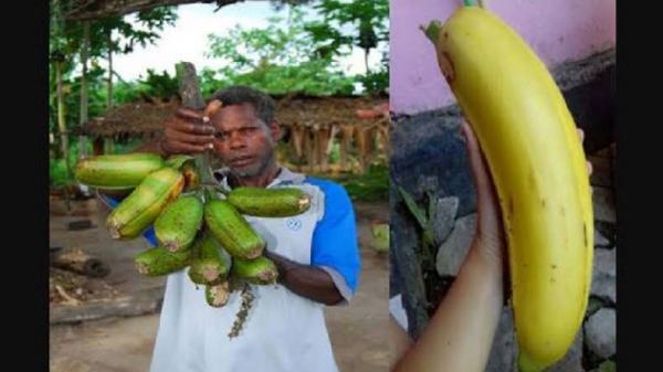 pisang raksasa papua Penampakan pisang raksasa asal Arfak, Papua yang terbesar di dunia. (Indoflashlight.org)