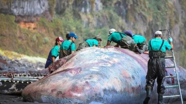 ambergris atau muntahan ikan paus Staf Universitas Las Palmas memeriksa ikan paus sperma yang memiliki 9,5 kg ambergris di ususnya. (Foto: Universidad de Las Palmas de Gran Canaria via The Guardian)